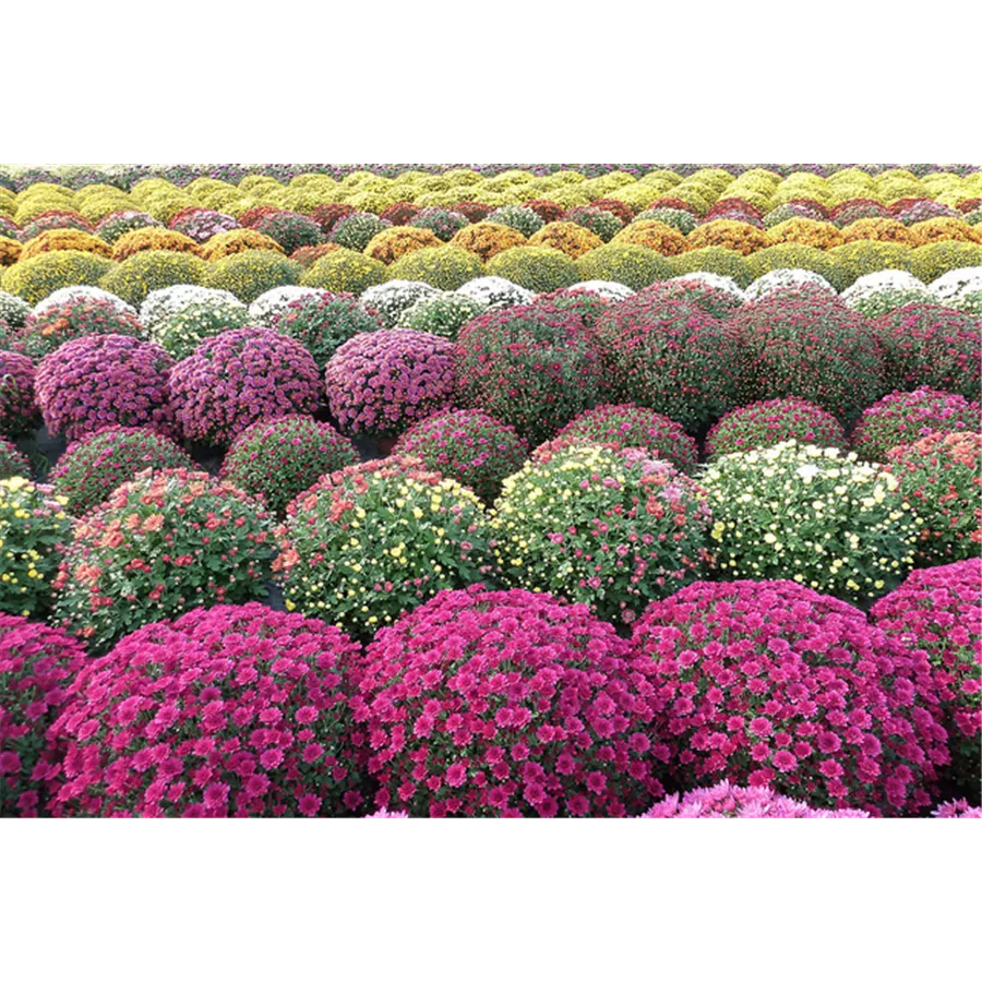 Chrysanthemum Indicum - Gartencenter Schlegel