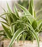 Chlorophytum comosum 'Ocean'