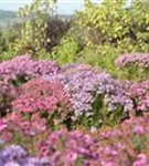 Aster dumosus 'Aster la Vista'