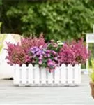 Aster dumosus 'Aster la Vista'