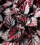 Begonia BD Rex