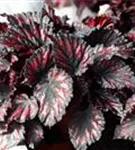 Begonia BD Rex