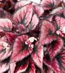 Begonia BD Rex