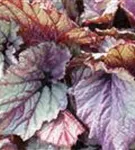 Begonia BD Rex