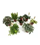 Peperomia Mix 'Bambino'