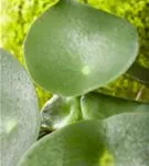 Pilea peperomoides