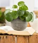 Pilea peperomoides