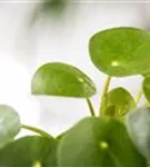 Pilea peperomoides