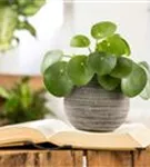 Pilea peperomoides