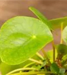 Pilea peperomoides