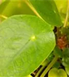 Pilea peperomoides