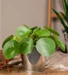 Pilea peperomoides