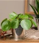 Pilea peperomoides