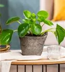 Pilea peperomoides