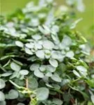 Pilea glaucaophylla 'Greyzy'