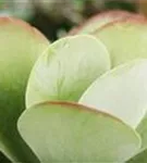 Kalanchoe NF thyrisflora 'Flapjack'