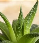 Haworthia limifolia