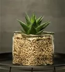 Haworthia limifolia