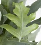 Phlebodium aureum 'Blue Star'