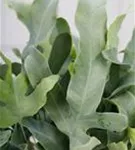 Phlebodium aureum 'Blue Star'