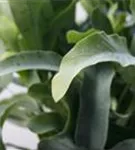 Phlebodium aureum 'Blue Star'