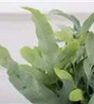 Phlebodium aureum 'Blue Star'