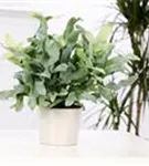 Phlebodium aureum 'Blue Star'