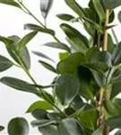 Ficus microcarpa 'Moclame-Pyramide'