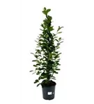 Ficus microcarpa 'Moclame-Pyramide'