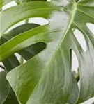 Monstera deliciosa