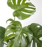 Monstera deliciosa