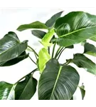 Philodendron 'Green Beauty'