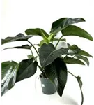 Philodendron 'Green Beauty'