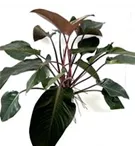 Philodendron 'Red Beauty'