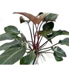 Philodendron 'Red Beauty'