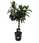 Ficus elastica 'Melany'