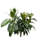 Ficus elastica 'Melany'