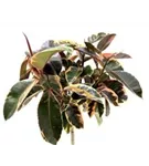 Ficus elastica 'Belize'