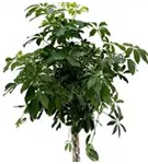 Schefflera arboricola 'Compacta'