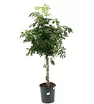 Schefflera arboricola 'Compacta'