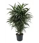 Dracaena fragrans 'Warneckei'