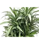 Dracaena fragrans 'Warneckei'