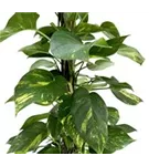 Epipremnum pinnatum 'Aureum'