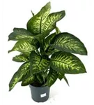 Dieffenbachia seguine 'Reeva'