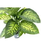 Dieffenbachia seguine 'Reeva'