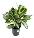 Aglaonema commutatum 'Anouk'