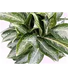 Aglaonema commutatum 'Anouk'