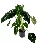 Alocasia variegata 'Frydek'