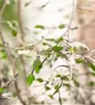 Corokia cotoneaster