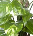 Epipremnum pinnatum 'Aureum'